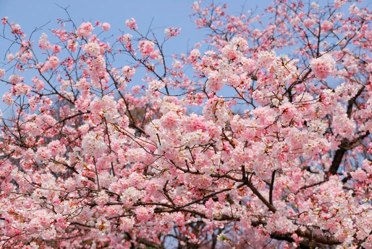 Yoshino (Prunus x yedoensis)
